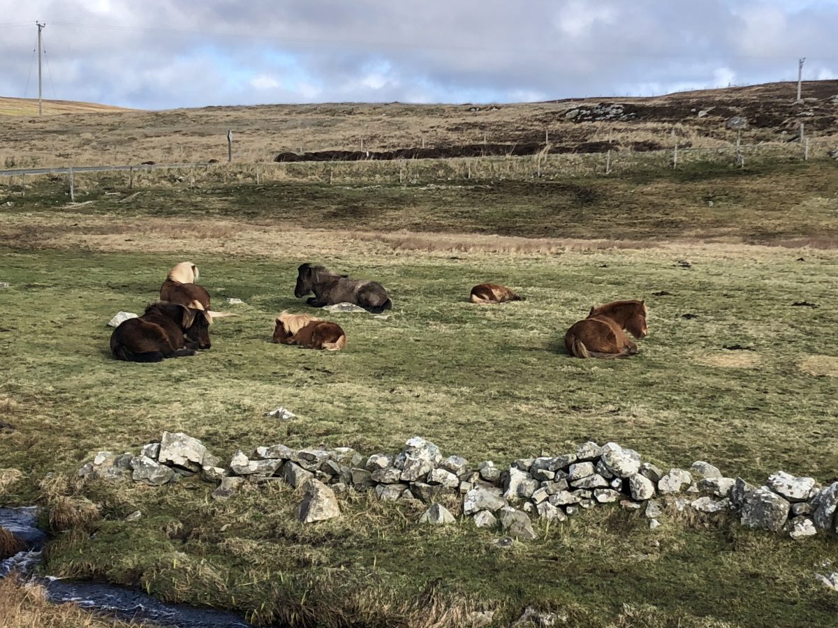 eine richtige Herde – Erlebnisse in Shetland